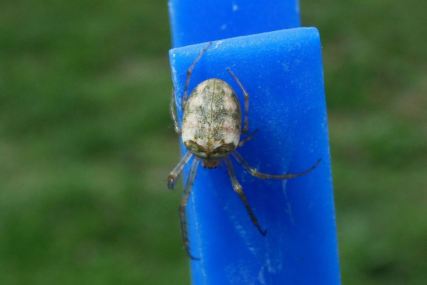 Metellina sp.