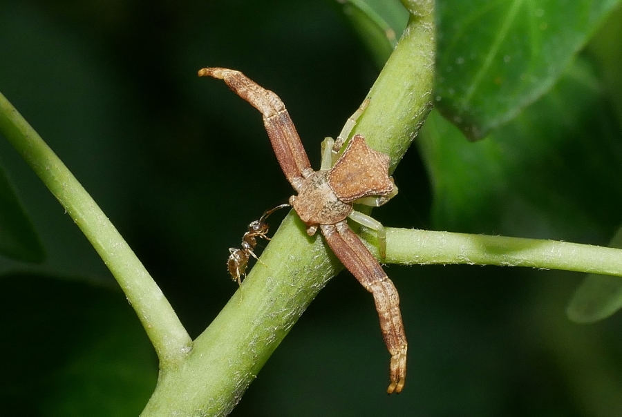 Thomisidae: Pistius truncatus