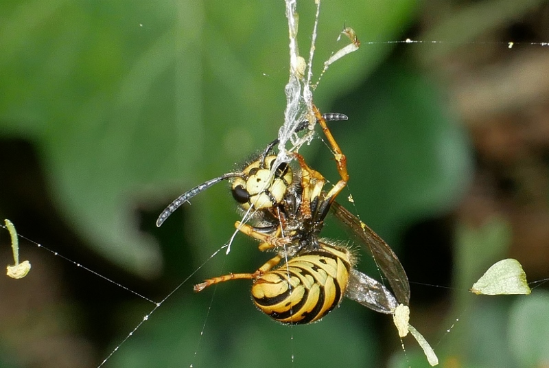 Vespula germanica o vulgaris? V. germanica