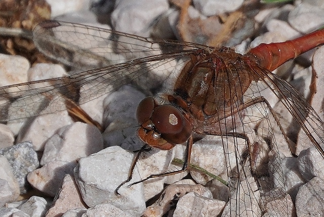 Sympetrum meridionale ?