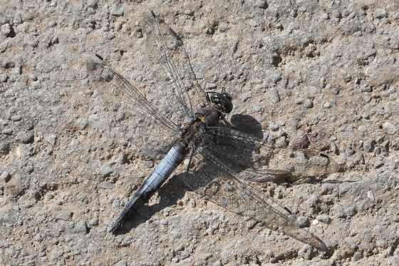 Orthetrum cancellatum?  S