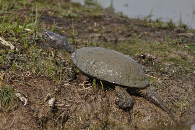 Testuggine palustre europea (Emys orbicularis) ? S