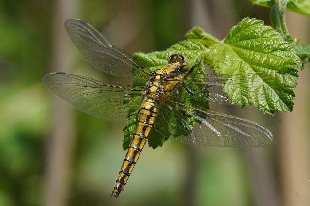 Orthetrum cancellatum ?  S, femmina