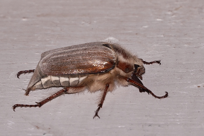 Melolonthidae: Melolontha sp.