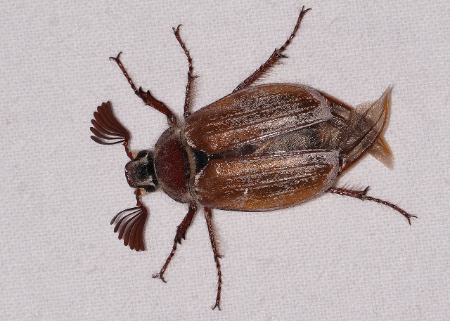 Melolonthidae: Melolontha sp.