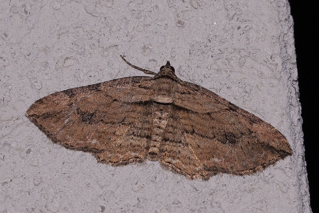 Geometridae: Horisme sp.