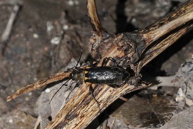 Cerambycidae: Cortodera humeralis, femmina