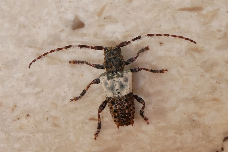 Pogonocherus hispidulus ?