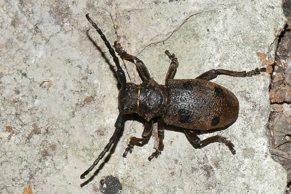 Herophila tristis da confermare