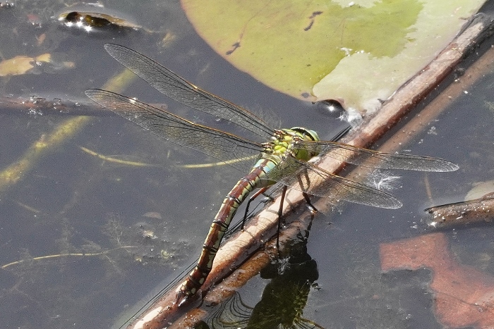 Libellula senza pterostigma