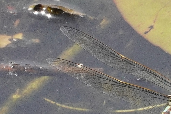 Libellula senza pterostigma
