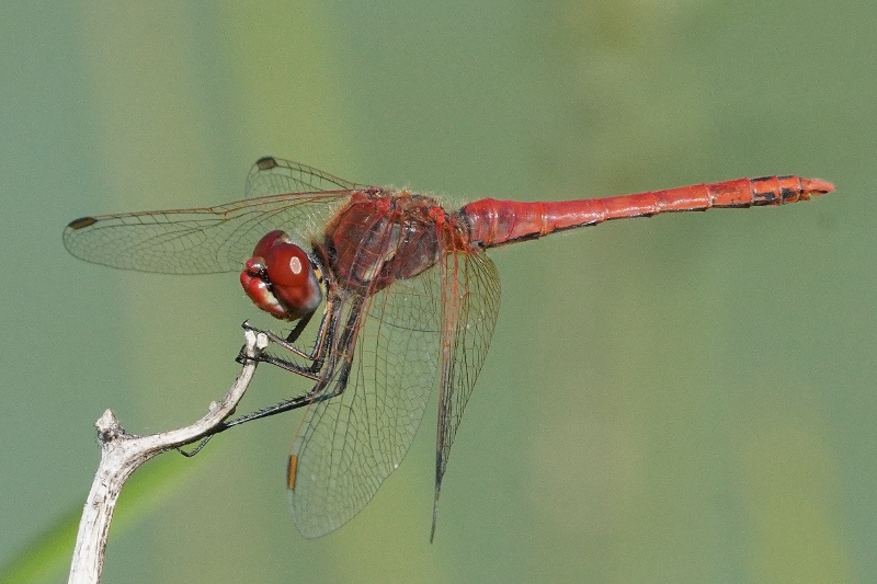 Sympetrum fonscolombii da confermare