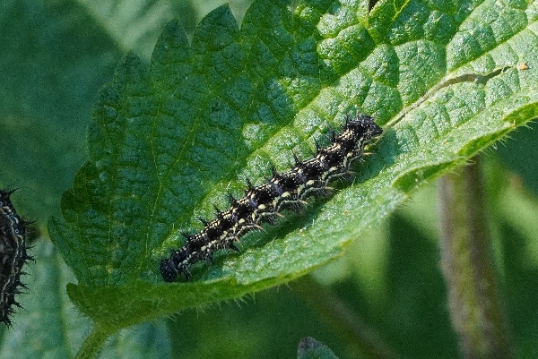 Bruco di Aglais urticae?  S