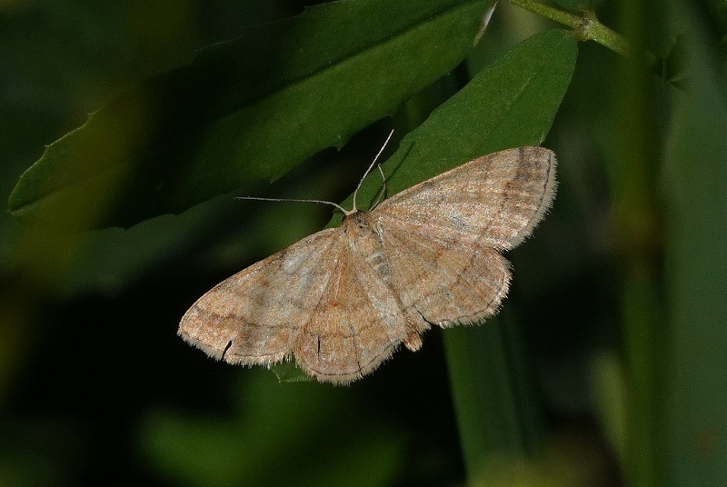 Geometridae: Scopula rubiginata