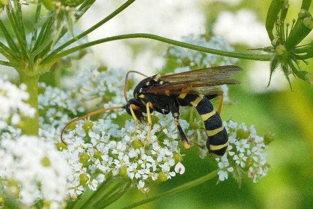 Ichneumonidae: Metopius sp.