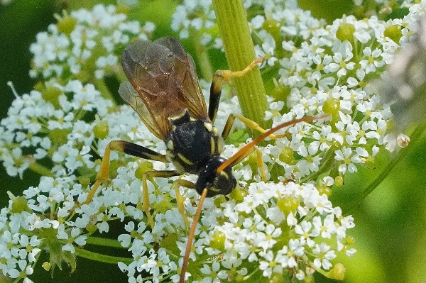 Ichneumonidae: Metopius sp.