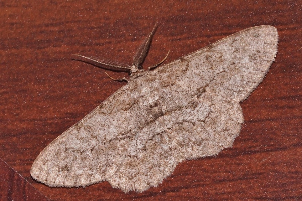 Geometridae: Peribatodes rhomboidaria, maschio