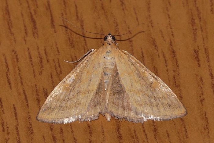 Sitochroa verticalis (Crambidae)