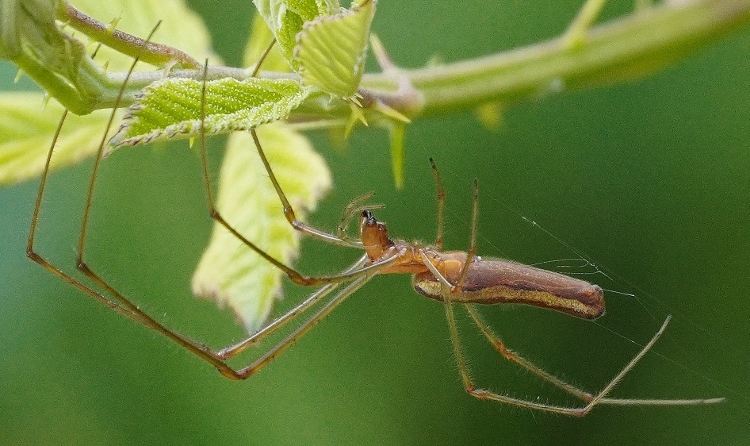 Tetragnatha da confermare