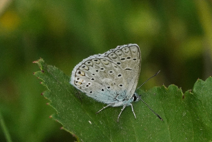 Polyommatus escheri ?