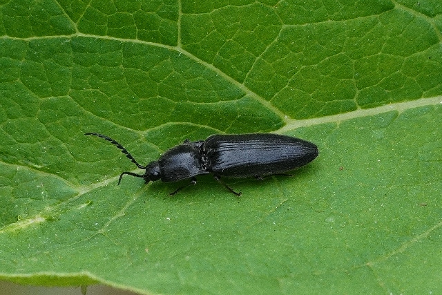 Elateridae: Hemicrepidius hirtus? S.