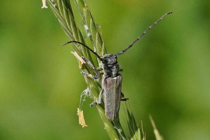 Cerambycidae: Musaria tirellii