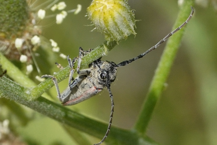 Cerambycidae: Musaria tirellii
