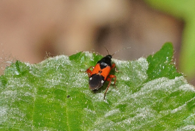 Prostemma guttula (Nabidae), in forma macrottera