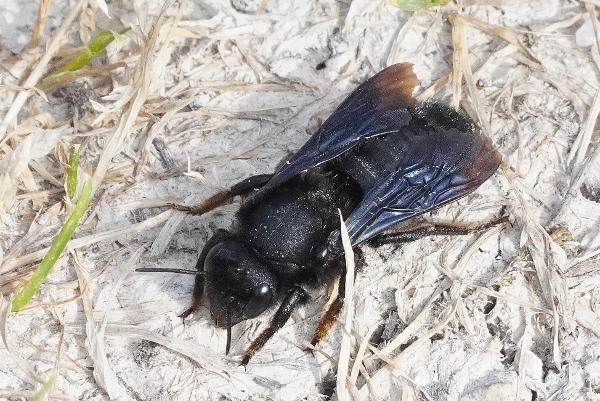 Andrena morio ? No, Apidae megachilinae: Megachile parietina