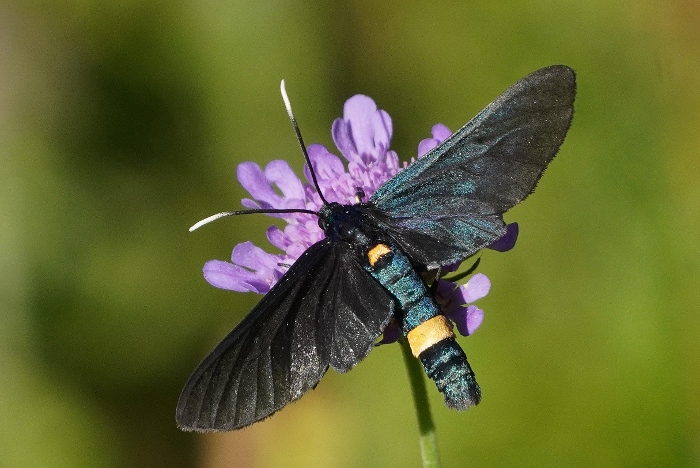 Amata phegea con le ali tutte nere