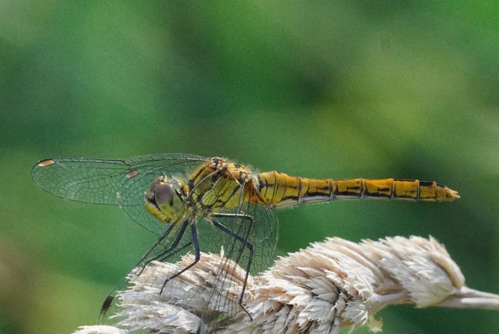 Femmina di Sympetrum sanguineum ?  S