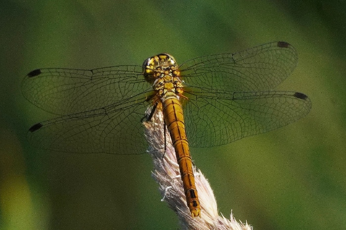 Femmina di Sympetrum sanguineum ?  S