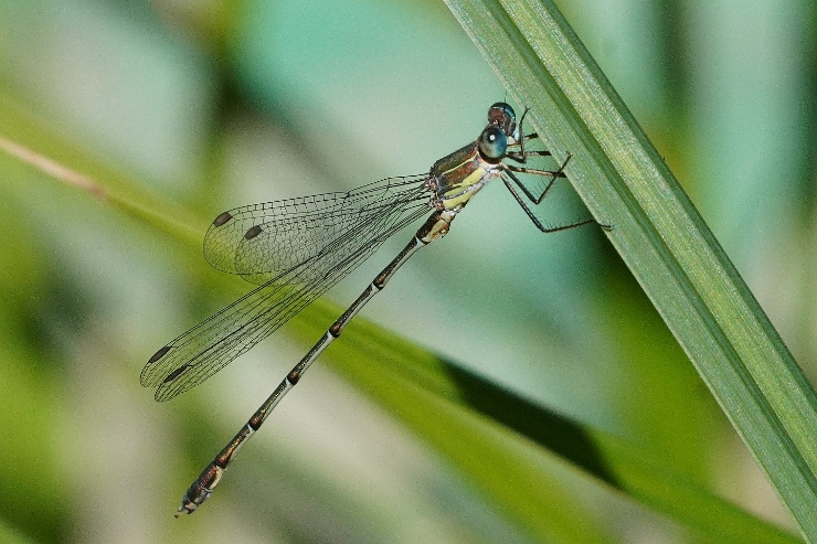 Chalcolestes parvidens? no, C. viridis
