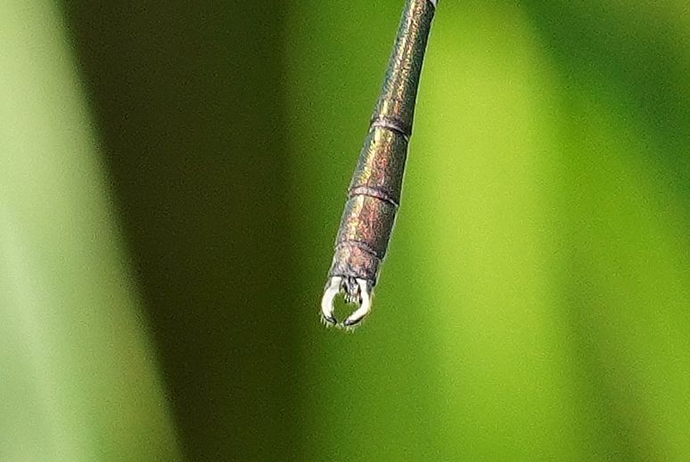 Chalcolestes parvidens? no, C. viridis