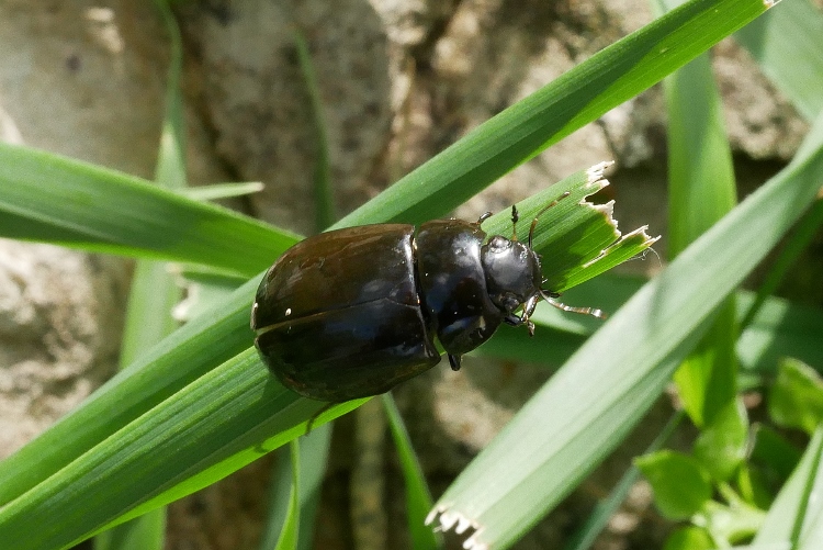 Hydrophilidae: Hydrochara sp.