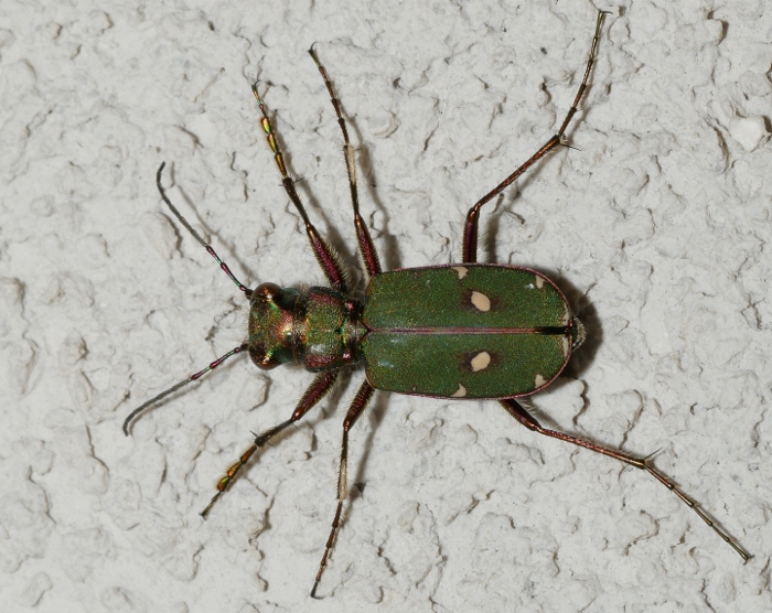 Cicindelidae: Cicindela campestris