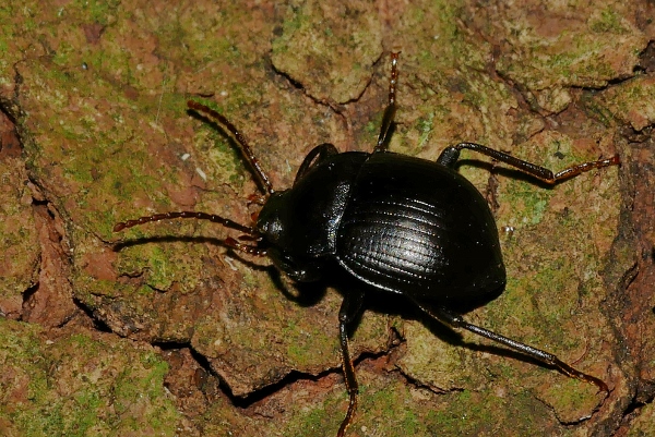 Tenebrionidae: Accanthopus velikensis