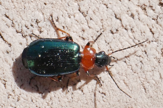 Carabidae: Lamprias cyanocephalus