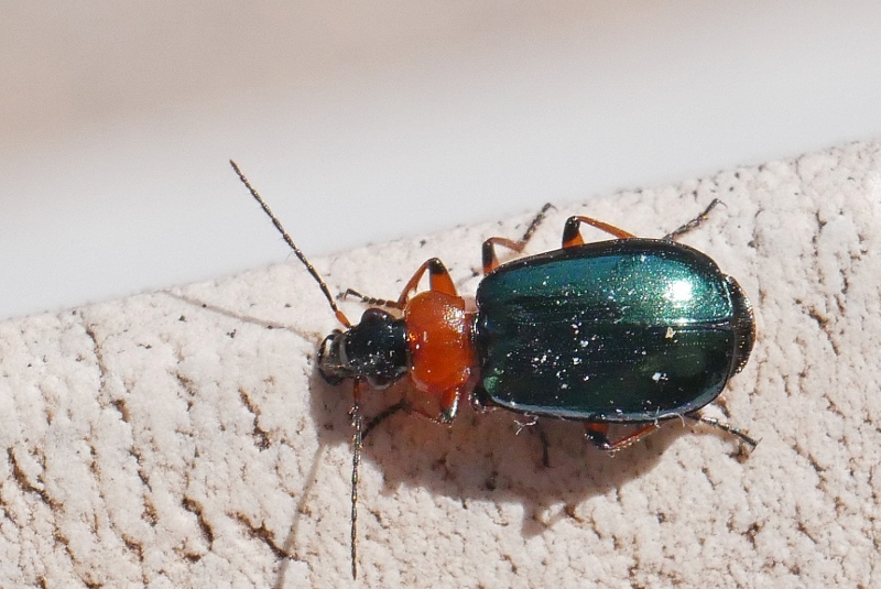 Carabidae: Lamprias cyanocephalus