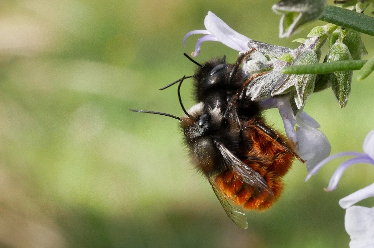 Osmia ?