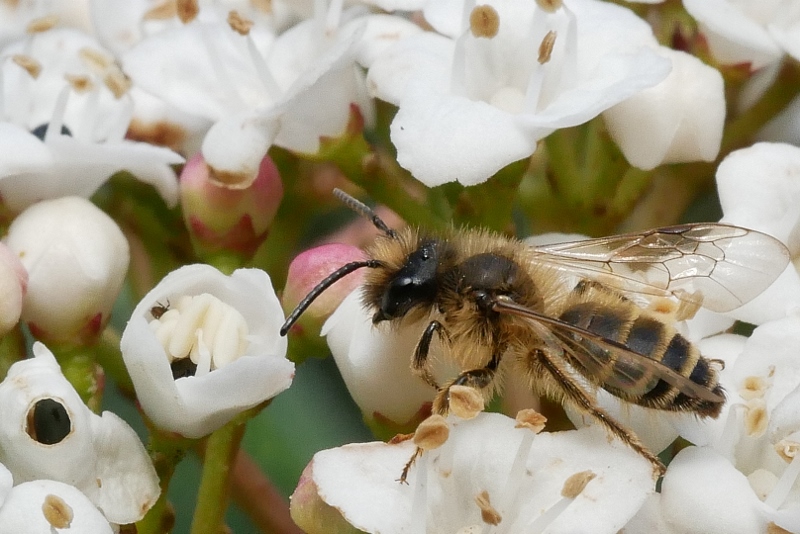 Apidae Andreninae: maschio di Andrena sp. cfr. flavipes