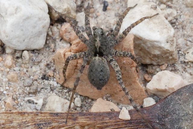 Lycosidae da identificare