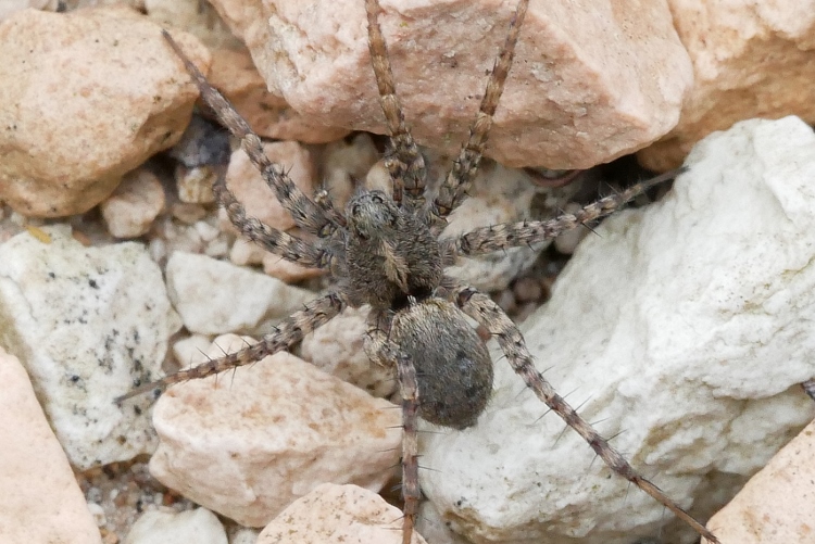 Lycosidae da identificare