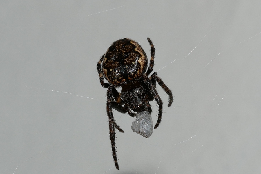 Araneidae ?