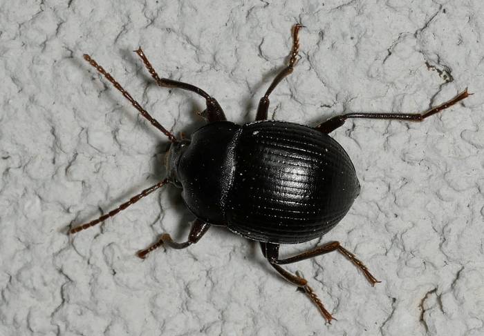 Tenebrionidae: Accanthopus velikensis
