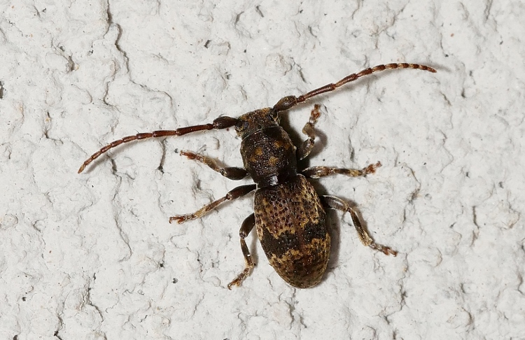 Cerambycidae: Parmena unifasciata