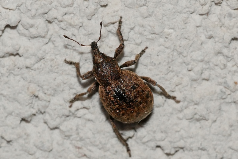 Curculionidae da identificare