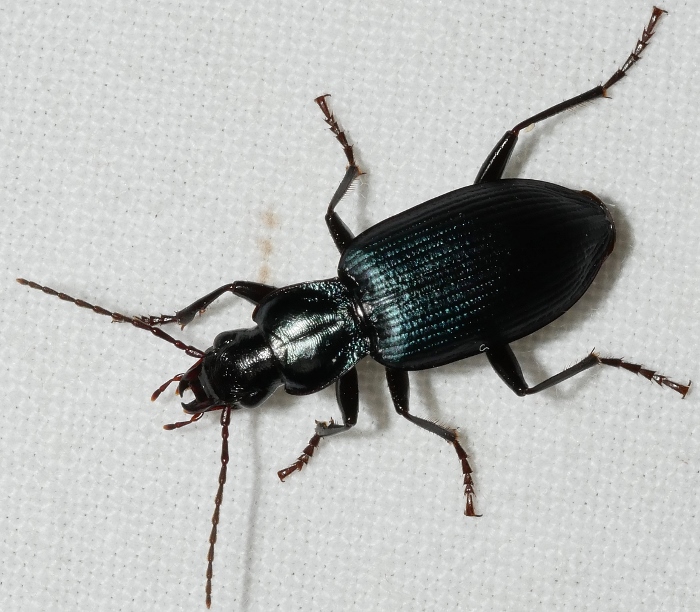 Carabidae: Laemostenus venustus