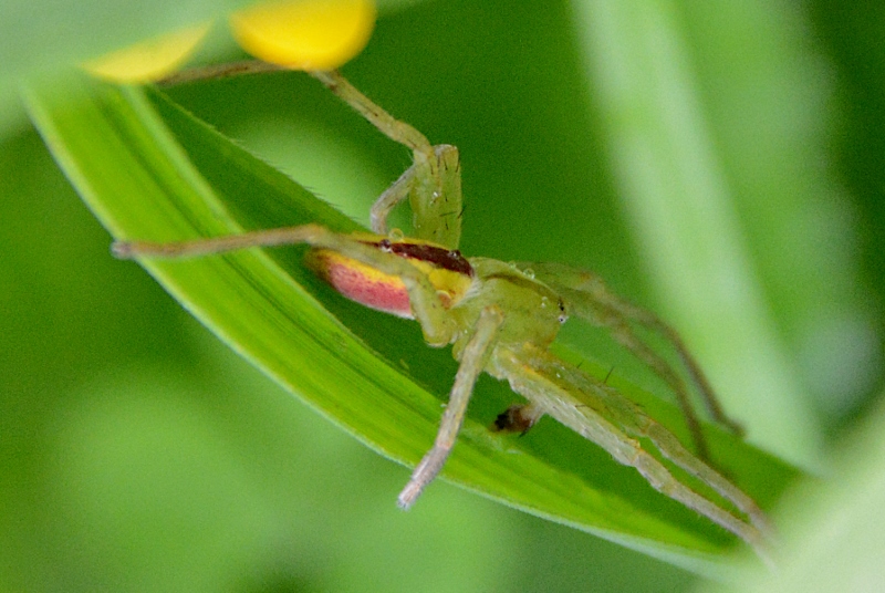 Probabile Micrommata virescens, ma ...