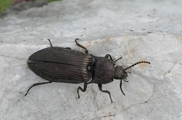 Elateridae: Selatosomus saginatus (= gravidus, = latus)